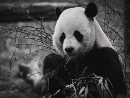 Giant pandas living outside latitude of normal range are less active: Study | Giant pandas living outside latitude of normal range are less active: Study Giant pandas living outside latitude of normal range are less active: Study | Giant pandas living outside latitude of normal range are less active: Study