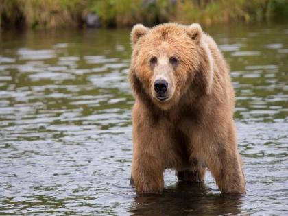 Study reveals most critical issues for grizzly bear conservation | Study reveals most critical issues for grizzly bear conservation