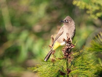 Bright city lights in big cities causing smaller eyes in some birds: Study | Bright city lights in big cities causing smaller eyes in some birds: Study