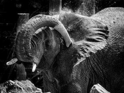 Hamdan International Photography Award, Dubai Safari Park frame Dubai's natural wonders | Hamdan International Photography Award, Dubai Safari Park frame Dubai's natural wonders Hamdan International Photography Award, Dubai Safari Park frame Dubai's natural wonders | Hamdan International Photography Award, Dubai Safari Park frame Dubai's natural wonders