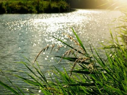 Sewage discharge is worse for rivers than agriculture: Study | Sewage discharge is worse for rivers than agriculture: Study Sewage discharge is worse for rivers than agriculture: Study | Sewage discharge is worse for rivers than agriculture: Study