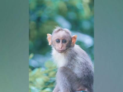 Monkeys make a stink in response to human noise | Monkeys make a stink in response to human noise Monkeys make a stink in response to human noise | Monkeys make a stink in response to human noise