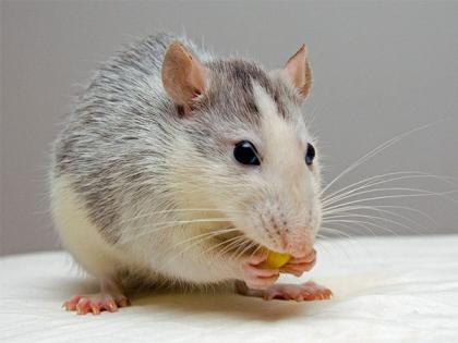 Scientists rebuild neurons that allow mice to walk again after spinal cord injury | Scientists rebuild neurons that allow mice to walk again after spinal cord injury Scientists rebuild neurons that allow mice to walk again after spinal cord injury | Scientists rebuild neurons that allow mice to walk again after spinal cord injury