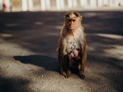 Colorful primates don’t have better color vision: Study | Colorful primates don’t have better color vision: Study Colorful primates don’t have better color vision: Study | Colorful primates don’t have better color vision: Study