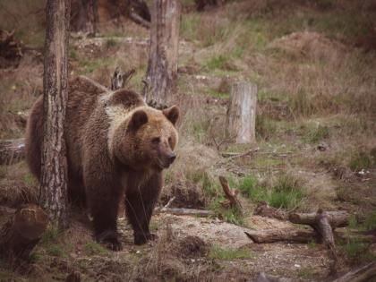 Study identifies most urgent issues for grizzly bear conservation | Study identifies most urgent issues for grizzly bear conservation