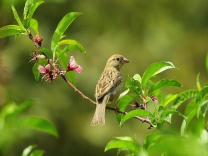 Bright city lights cause smaller eyes in certain birds: Study | Bright city lights cause smaller eyes in certain birds: Study
