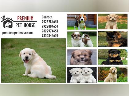 Premium Pet House Sold 500 Puppies in the Month of August 2023 | Premium Pet House Sold 500 Puppies in the Month of August 2023 Premium Pet House Sold 500 Puppies in the Month of August 2023 | Premium Pet House Sold 500 Puppies in the Month of August 2023