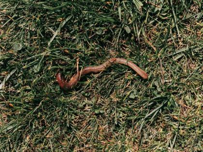 Study finds earthworms contribute to global grain production | Study finds earthworms contribute to global grain production Study finds earthworms contribute to global grain production | Study finds earthworms contribute to global grain production