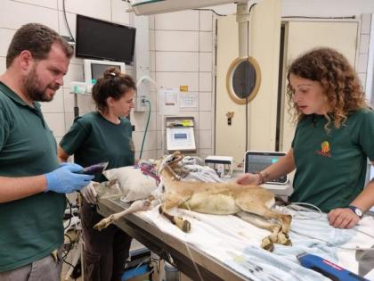 Innovation in conservation: Israeli 3D printing aids injured mountain goat’s return | Innovation in conservation: Israeli 3D printing aids injured mountain goat’s return