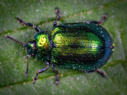 Pheromones impact fake behaviour in beetles: Study | Pheromones impact fake behaviour in beetles: Study Pheromones impact fake behaviour in beetles: Study | Pheromones impact fake behaviour in beetles: Study