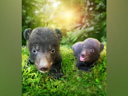 Heartwarming News: The Amazing Taman Safari Bali Welcomes Himalayan Black Bear Cubs | Heartwarming News: The Amazing Taman Safari Bali Welcomes Himalayan Black Bear Cubs Heartwarming News: The Amazing Taman Safari Bali Welcomes Himalayan Black Bear Cubs | Heartwarming News: The Amazing Taman Safari Bali Welcomes Himalayan Black Bear Cubs