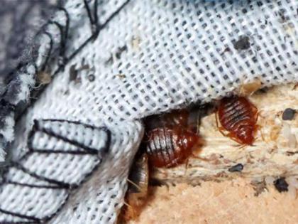 Paris battles invasion of bedbugs just months ahead of 2024 Olympics | Paris battles invasion of bedbugs just months ahead of 2024 Olympics Paris battles invasion of bedbugs just months ahead of 2024 Olympics | Paris battles invasion of bedbugs just months ahead of 2024 Olympics