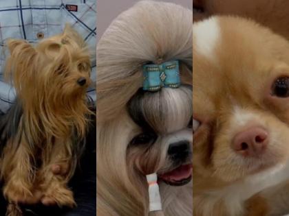 Madurai: Dog show with over 300 canines attract many pets lovers | Madurai: Dog show with over 300 canines attract many pets lovers Madurai: Dog show with over 300 canines attract many pets lovers | Madurai: Dog show with over 300 canines attract many pets lovers