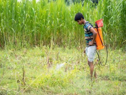 Common herbicide is detrimental to adolescent brain function: Study | Common herbicide is detrimental to adolescent brain function: Study