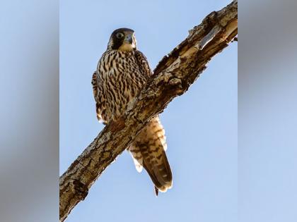 Peregrine falcons set out false alarms to make prey simpler to catch: Study | Peregrine falcons set out false alarms to make prey simpler to catch: Study