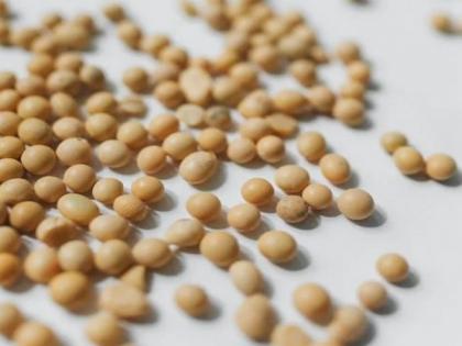 Study finds new method to measure ozone stress in soybeans | Study finds new method to measure ozone stress in soybeans