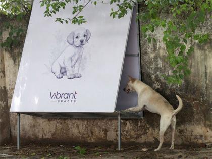 Vibrant Spaces' Innovative Approach to A Safer Chennai for Canines | Vibrant Spaces' Innovative Approach to A Safer Chennai for Canines Vibrant Spaces' Innovative Approach to A Safer Chennai for Canines | Vibrant Spaces' Innovative Approach to A Safer Chennai for Canines