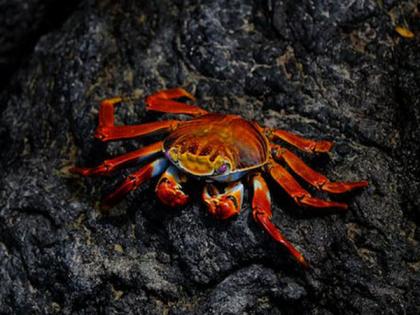 Billions of snow crabs disappear from ocean around Alaska: Report | Billions of snow crabs disappear from ocean around Alaska: Report Billions of snow crabs disappear from ocean around Alaska: Report | Billions of snow crabs disappear from ocean around Alaska: Report