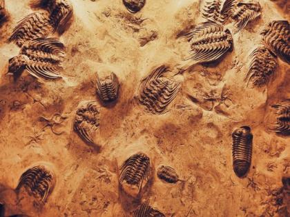 Strange new fossils give light on prehistoric plankton | Strange new fossils give light on prehistoric plankton