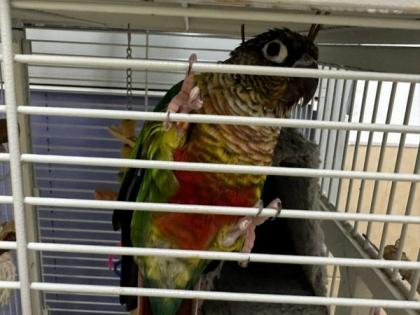 Israel's 'Iron Parrot' awaits reunion with owner | Israel's 'Iron Parrot' awaits reunion with owner Israel's 'Iron Parrot' awaits reunion with owner | Israel's 'Iron Parrot' awaits reunion with owner