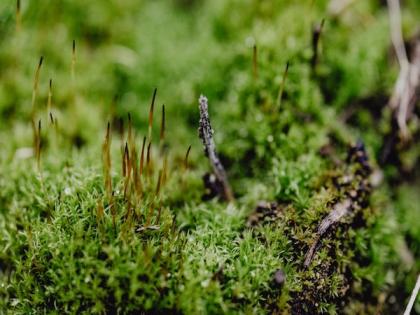 Food-producing fungi may produce novel probiotics: Study | Food-producing fungi may produce novel probiotics: Study