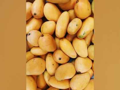 Indian mango exports reach new heights, surging 19 per cent to USA in 2023-24 | Indian mango exports reach new heights, surging 19 per cent to USA in 2023-24 Indian mango exports reach new heights, surging 19 per cent to USA in 2023-24 | Indian mango exports reach new heights, surging 19 per cent to USA in 2023-24