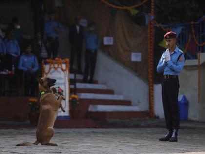 Nepal celebrates fiesta of dogs, Kukur Tihar | Nepal celebrates fiesta of dogs, Kukur Tihar Nepal celebrates fiesta of dogs, Kukur Tihar | Nepal celebrates fiesta of dogs, Kukur Tihar