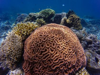 Heat-tolerant coral may trade fast development for resilience: Study | Heat-tolerant coral may trade fast development for resilience: Study Heat-tolerant coral may trade fast development for resilience: Study | Heat-tolerant coral may trade fast development for resilience: Study