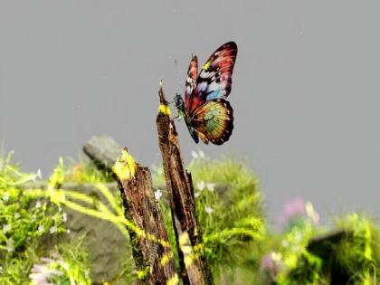 Social media helping to protect biodiversity: Study | Social media helping to protect biodiversity: Study Social media helping to protect biodiversity: Study | Social media helping to protect biodiversity: Study