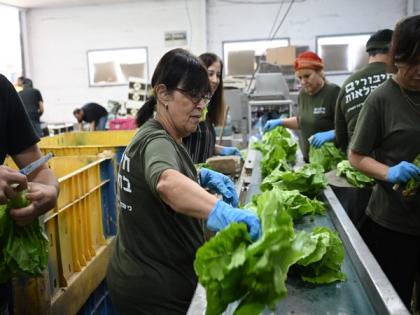 Volunteers give first aid to Israeli agriculture in war time | Volunteers give first aid to Israeli agriculture in war time Volunteers give first aid to Israeli agriculture in war time | Volunteers give first aid to Israeli agriculture in war time