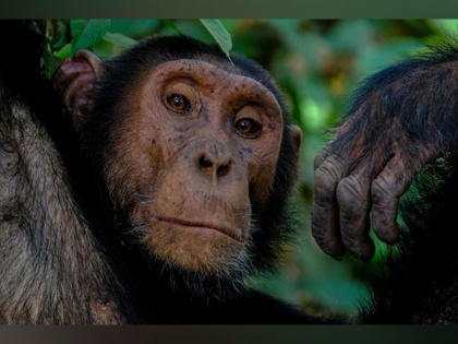 Fishing chimps found to enjoy termites as a seasonal delicacy | Fishing chimps found to enjoy termites as a seasonal delicacy