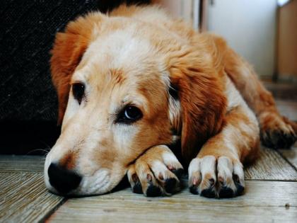 Feeding raw meat to dogs raises risk of antibiotic-resistant E.coli: Study | Feeding raw meat to dogs raises risk of antibiotic-resistant E.coli: Study Feeding raw meat to dogs raises risk of antibiotic-resistant E.coli: Study | Feeding raw meat to dogs raises risk of antibiotic-resistant E.coli: Study