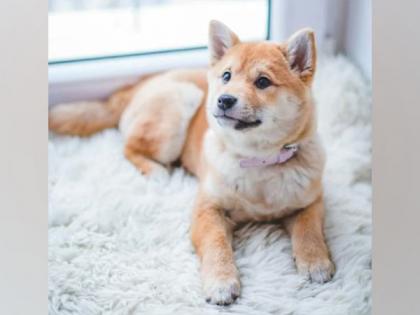 Feeding raw meat to dogs increases risk of infectious E.coli: Study | Feeding raw meat to dogs increases risk of infectious E.coli: Study Feeding raw meat to dogs increases risk of infectious E.coli: Study | Feeding raw meat to dogs increases risk of infectious E.coli: Study