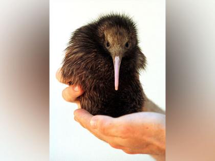 New Zealand's capital welcomes first Kiwi chicks in over 150 years | New Zealand's capital welcomes first Kiwi chicks in over 150 years New Zealand's capital welcomes first Kiwi chicks in over 150 years | New Zealand's capital welcomes first Kiwi chicks in over 150 years