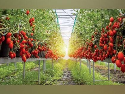 Taste the Difference - Red Gold Tomatoes from Europe | Taste the Difference - Red Gold Tomatoes from Europe
