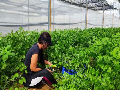 Soldiers mobilise to battle Israeli agriculture's 'Greatest manpower crisis' | Soldiers mobilise to battle Israeli agriculture's 'Greatest manpower crisis' Soldiers mobilise to battle Israeli agriculture's 'Greatest manpower crisis' | Soldiers mobilise to battle Israeli agriculture's 'Greatest manpower crisis'
