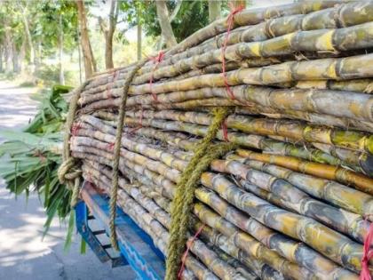 Curb on cane juice for ethanol may reduce blending but boost sugar production: Crisil | Curb on cane juice for ethanol may reduce blending but boost sugar production: Crisil Curb on cane juice for ethanol may reduce blending but boost sugar production: Crisil | Curb on cane juice for ethanol may reduce blending but boost sugar production: Crisil