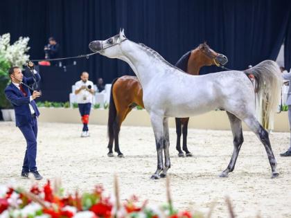 Arab Breeders Championship starts tomorrow under patronage of Mansour bin Zayed in Abu Dhabi | Arab Breeders Championship starts tomorrow under patronage of Mansour bin Zayed in Abu Dhabi Arab Breeders Championship starts tomorrow under patronage of Mansour bin Zayed in Abu Dhabi | Arab Breeders Championship starts tomorrow under patronage of Mansour bin Zayed in Abu Dhabi