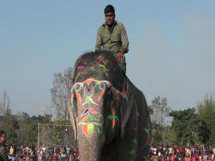 It's beauty pageant for elephants in Nepal! | It's beauty pageant for elephants in Nepal! It's beauty pageant for elephants in Nepal! | It's beauty pageant for elephants in Nepal!