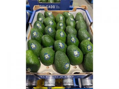 Westfalia Fruit brings first commercial shipment of Australian avocados into India | Westfalia Fruit brings first commercial shipment of Australian avocados into India