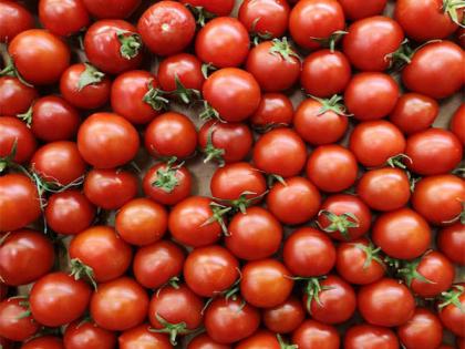 Tomato plants use their roots to ration water during drought: Study | Tomato plants use their roots to ration water during drought: Study Tomato plants use their roots to ration water during drought: Study | Tomato plants use their roots to ration water during drought: Study