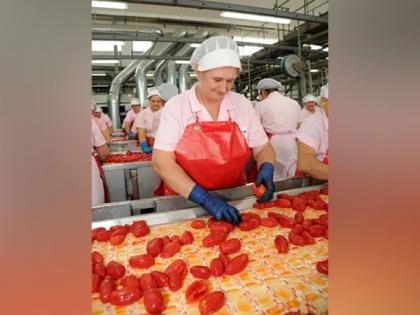 The "Gold" for Health - Red Gold Tomatoes from Europe | The "Gold" for Health - Red Gold Tomatoes from Europe The "Gold" for Health - Red Gold Tomatoes from Europe | The "Gold" for Health - Red Gold Tomatoes from Europe