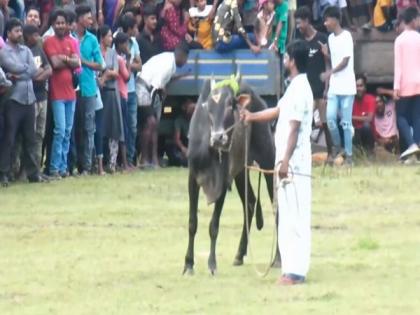 Jallikattu festival begins in Sri Lanka's Trincomalee | Jallikattu festival begins in Sri Lanka's Trincomalee Jallikattu festival begins in Sri Lanka's Trincomalee | Jallikattu festival begins in Sri Lanka's Trincomalee