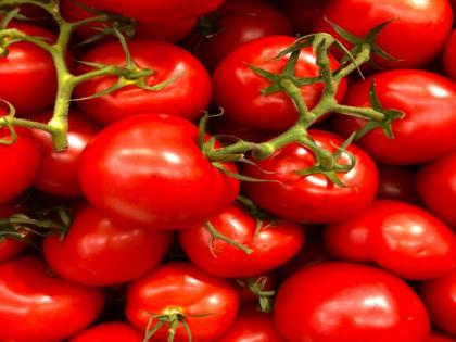 During drought, tomato plants use their roots to ration water: Study | During drought, tomato plants use their roots to ration water: Study During drought, tomato plants use their roots to ration water: Study | During drought, tomato plants use their roots to ration water: Study