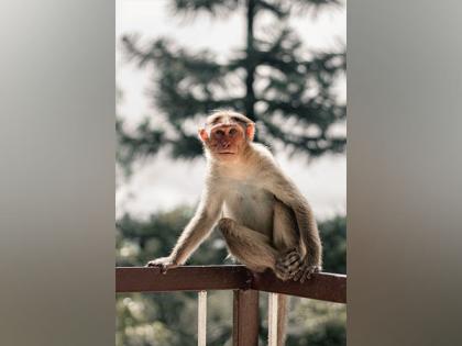 Study finds use of habitat for agricultural purposes puts primate in danger | Study finds use of habitat for agricultural purposes puts primate in danger Study finds use of habitat for agricultural purposes puts primate in danger | Study finds use of habitat for agricultural purposes puts primate in danger