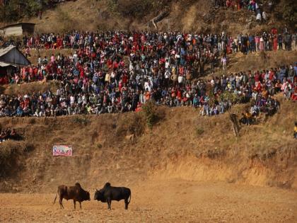 Nepal: People in Nuwakot's Taruka organise annual 'Bull Fighting' or 'Goru Judhai' | Nepal: People in Nuwakot's Taruka organise annual 'Bull Fighting' or 'Goru Judhai' Nepal: People in Nuwakot's Taruka organise annual 'Bull Fighting' or 'Goru Judhai' | Nepal: People in Nuwakot's Taruka organise annual 'Bull Fighting' or 'Goru Judhai'