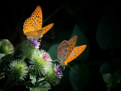 Climate change may reduce butterflies' spots: Study | Climate change may reduce butterflies' spots: Study