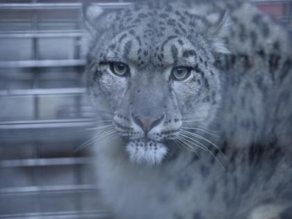 Rescue of injured snow leopard from Southern Plains raises concerns among wildlife experts in Nepal | Rescue of injured snow leopard from Southern Plains raises concerns among wildlife experts in Nepal Rescue of injured snow leopard from Southern Plains raises concerns among wildlife experts in Nepal | Rescue of injured snow leopard from Southern Plains raises concerns among wildlife experts in Nepal