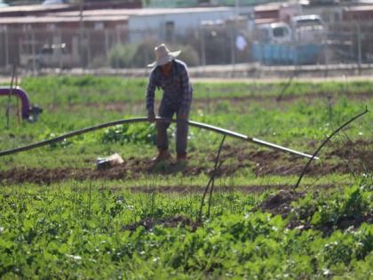 'A shortage of hands': Israeli farmers praise higher quota for foreign workers | 'A shortage of hands': Israeli farmers praise higher quota for foreign workers