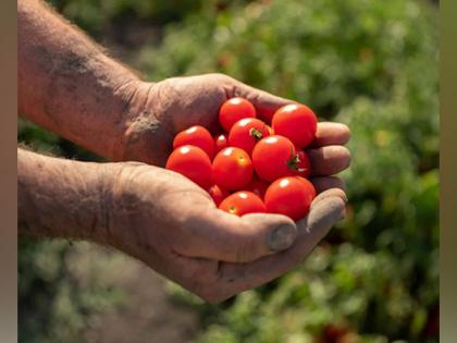 Red Gold Tomatoes from Europe - Farming Perfected in Europe, Now Available in India | Red Gold Tomatoes from Europe - Farming Perfected in Europe, Now Available in India Red Gold Tomatoes from Europe - Farming Perfected in Europe, Now Available in India | Red Gold Tomatoes from Europe - Farming Perfected in Europe, Now Available in India